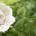 How To Grow Peonies: A Beginner’s Guide